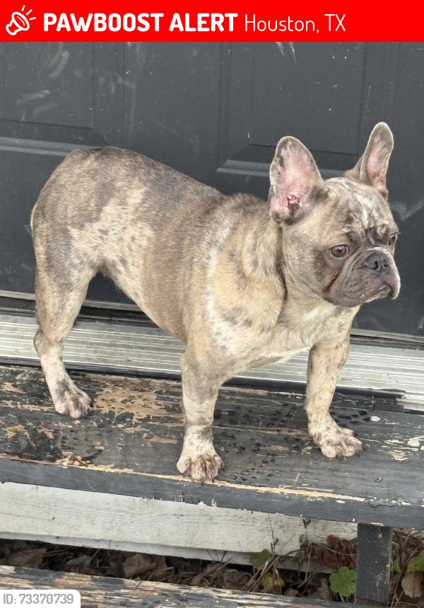 Lost Female Dog last seen Faulkner/conley, Houston, TX 77021