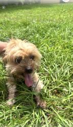 Found/Stray Male Dog last seen SE. Allen St. and Port St. Lucie Boulevard, Port St. Lucie, FL 34984