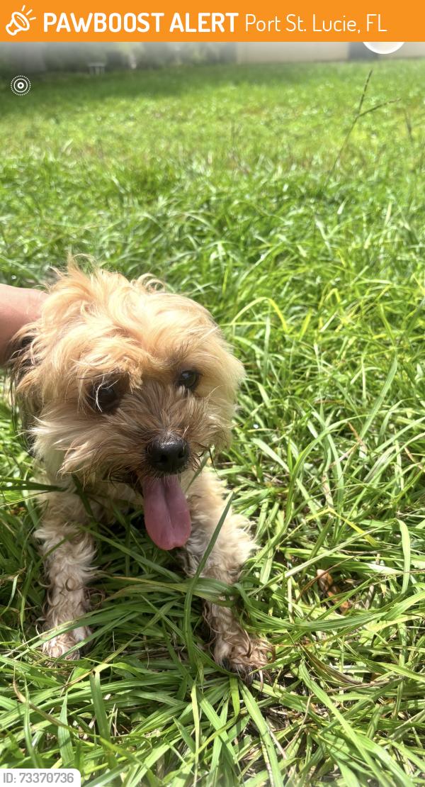 Found/Stray Male Dog last seen SE. Allen St. and Port St. Lucie Boulevard, Port St. Lucie, FL 34984