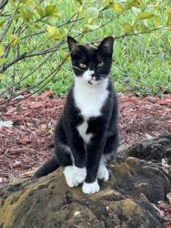 Lost Male Cat last seen Bristol Lakes in Aberdeen, Boynton Beach, FL 33472