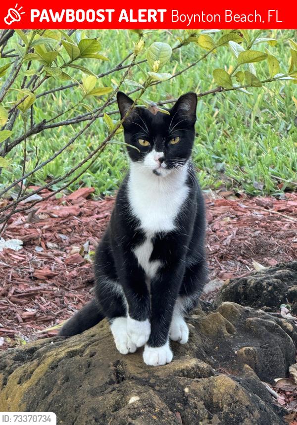 Lost Male Cat last seen Bristol Lakes in Aberdeen, Boynton Beach, FL 33472
