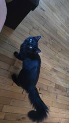 Reunited Male Cat last seen Dundas and Ashland, London, ON N5W 3B2