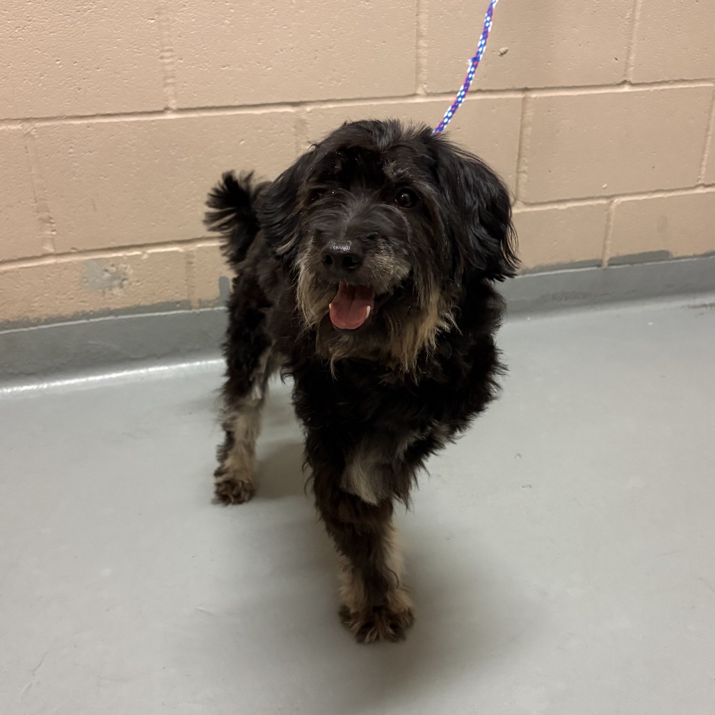 Shelter Stray Female Dog last seen , 2608 Center St, Tacoma, WA 98409, USA