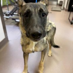 Shelter Stray Female Dog last seen , 3428 S Jenkins Ave, Norman, OK 73072, USA