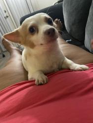 Lost Male Dog last seen McClintock and southern ave, Tempe, AZ 85282
