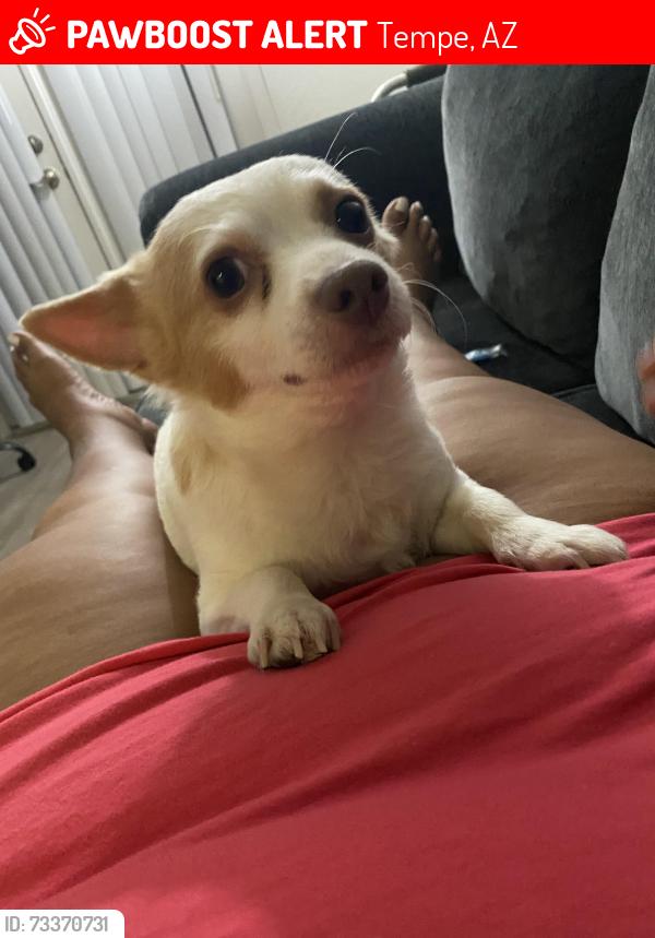 Lost Male Dog last seen McClintock and southern ave, Tempe, AZ 85282