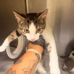Shelter Stray Female Cat last seen , 5570 Sturmer Park Cir, Winston-Salem, NC 27105, USA