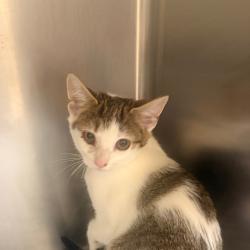 Shelter Stray Female Cat last seen , 5570 Sturmer Park Cir, Winston-Salem, NC 27105, USA