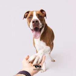 Shelter Stray Male Dog last seen , 3607 N Armenia Ave, Tampa, FL 33607, USA