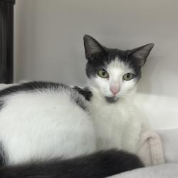 Shelter Stray Female Cat last seen , 3607 N Armenia Ave, Tampa, FL 33607, USA