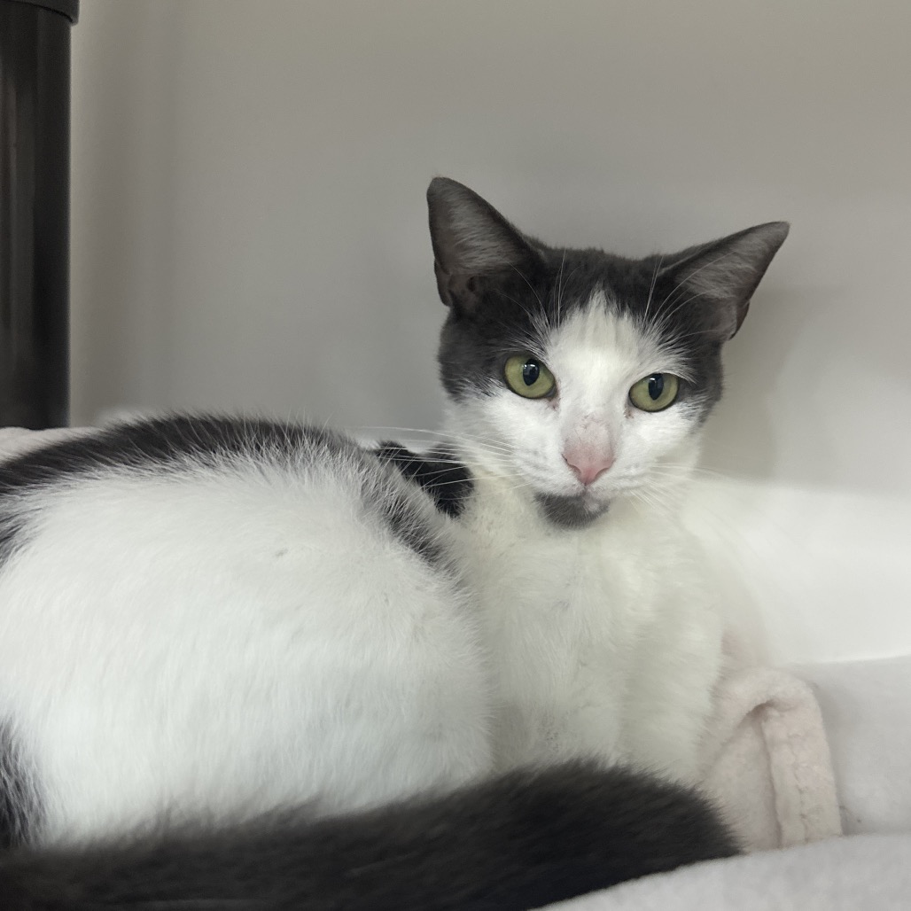 Shelter Stray Female Cat last seen , 3607 N Armenia Ave, Tampa, FL 33607, USA