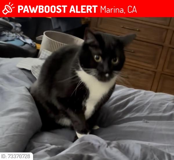 Lost Female Cat last seen Last seen on Fallingwater lane, Marina, CA 93933