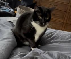 Lost Female Cat last seen Last seen on Fallingwater lane, Marina, CA 93933