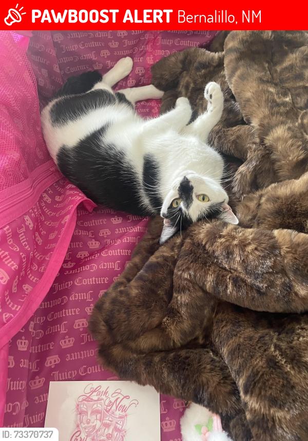 Lost Female Cat last seen Range cafe bernallilo, Bernalillo, NM 87004