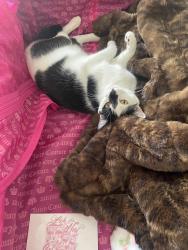 Lost Female Cat last seen Range cafe bernallilo, Bernalillo, NM 87004