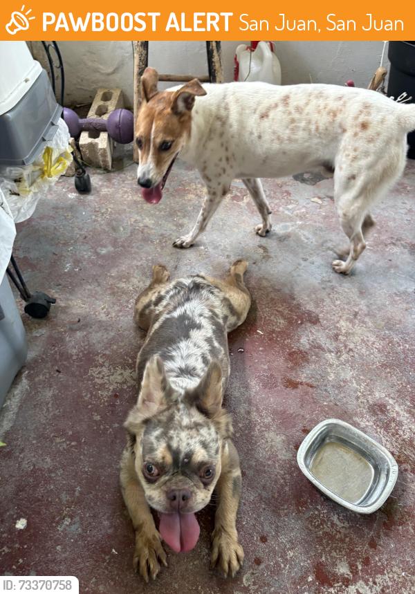 Found/Stray Female Dog last seen Calle Aragon Urb. Puerto Nuevo San Juan Puerto Rico, San Juan, San Juan 00920