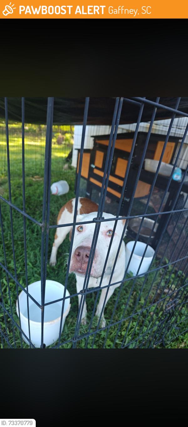 Found/Stray Male Dog last seen Wilcox Ave, Gaffney, SC 29340