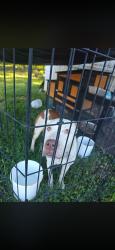 Found/Stray Male Dog last seen Wilcox Ave, Gaffney, SC 29340