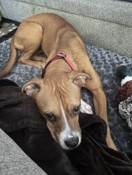 Reunited Female Dog last seen 91st Ave W Sandra Terrace 85382, Peoria, AZ 85382