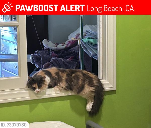 Lost Female Cat last seen Tincher school, Long Beach, CA 90815