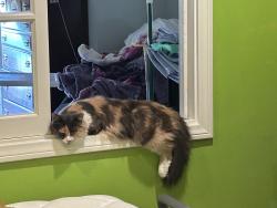 Lost Female Cat last seen Tincher school, Long Beach, CA 90815