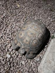 Reunited Unknown Reptile last seen E bishop cir, Tempe, AZ 85282