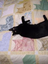 Lost Male Cat last seen 6th St and Elm, Cottonwood, AZ 86326
