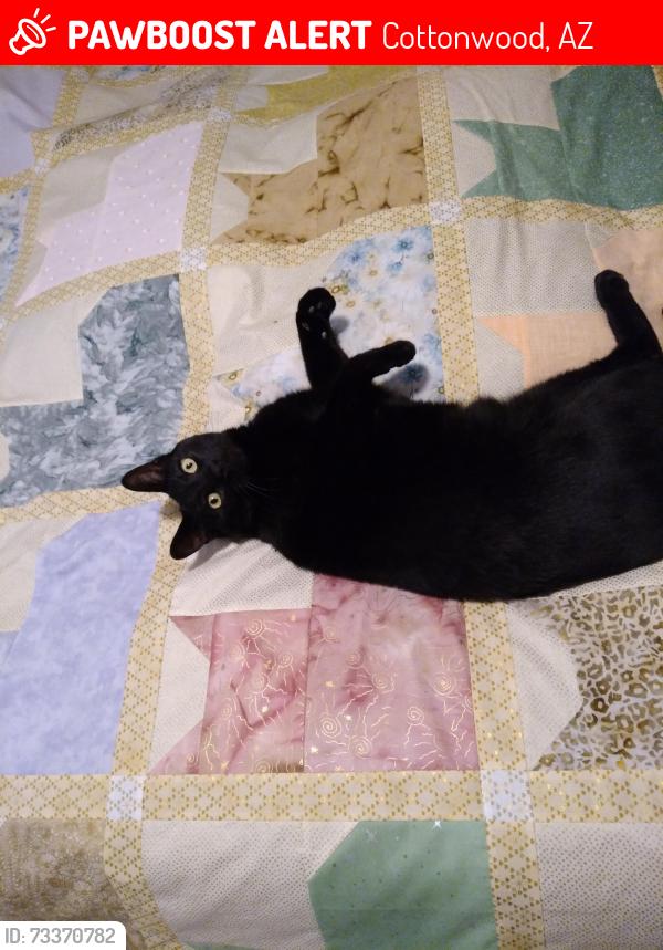 Lost Male Cat last seen 6th St and Elm, Cottonwood, AZ 86326