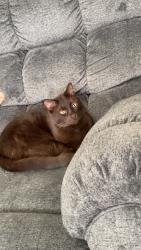 Lost Male Cat last seen Skyview Neighborhood, Bennett, CO 80102