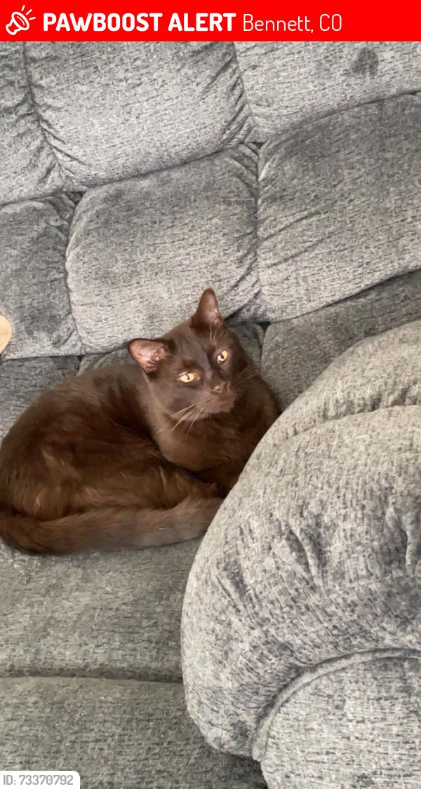 Lost Male Cat last seen Skyview Neighborhood, Bennett, CO 80102