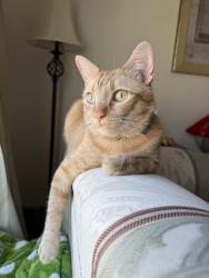 Lost Male Cat last seen Via Montalban, Temecula, CA 92592