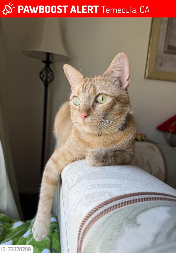 Lost Male Cat last seen Via Montalban, Temecula, CA 92592