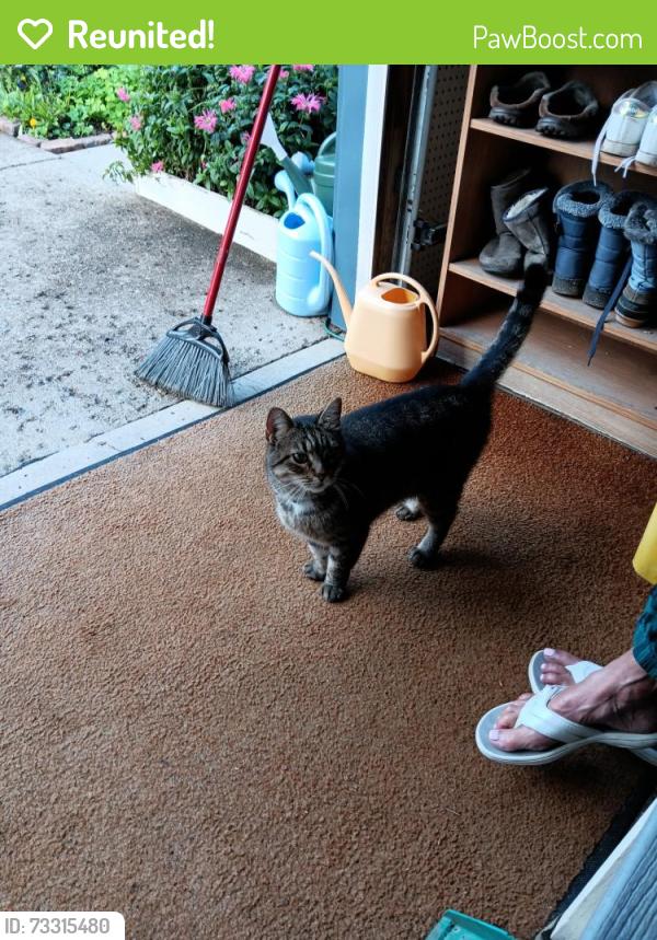 Reunited Unknown Cat last seen Eisenhower and Dawn, Angola, NY 14006