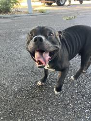 Found/Stray Male Dog last seen SE 9th street & cultural park blvd, Cape Coral, FL 33990