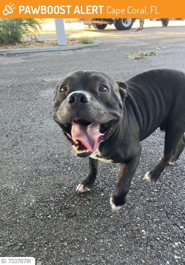 Found/Stray Male Dog last seen SE 9th street & cultural park blvd, Cape Coral, FL 33990