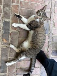 Found/Stray Female Cat last seen Jacobs Lake blvd and Grazing Field Dr, Conroe, TX 77384