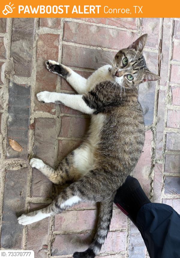 Found/Stray Female Cat last seen Jacobs Lake blvd and Grazing Field Dr, Conroe, TX 77384
