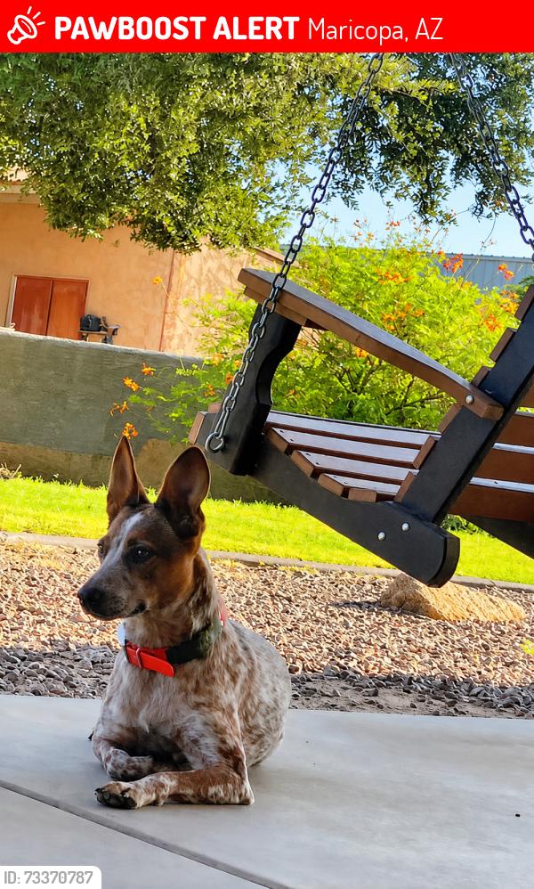 Lost Female Dog last seen Hwy 238 & 93Ave, Maricopa, AZ 85139