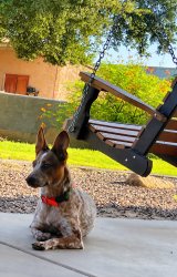 Lost Female Dog last seen Hwy 238 & 93Ave, Maricopa, AZ 85139