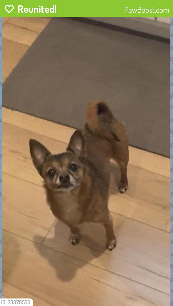Reunited Female Dog last seen Cedar Valley & Creatwood Neighborhood, Smyrna, GA 30080