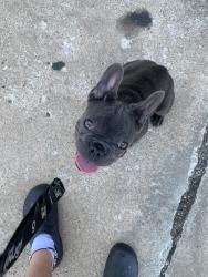 Found/Stray Male Dog last seen Eastgate, Tulsa, OK 74134