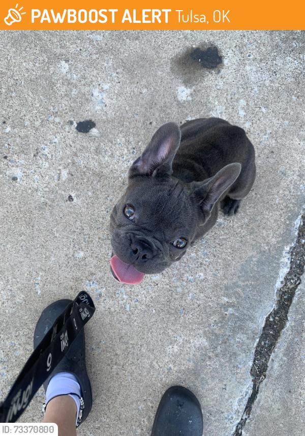 Found/Stray Male Dog last seen Eastgate, Tulsa, OK 74134
