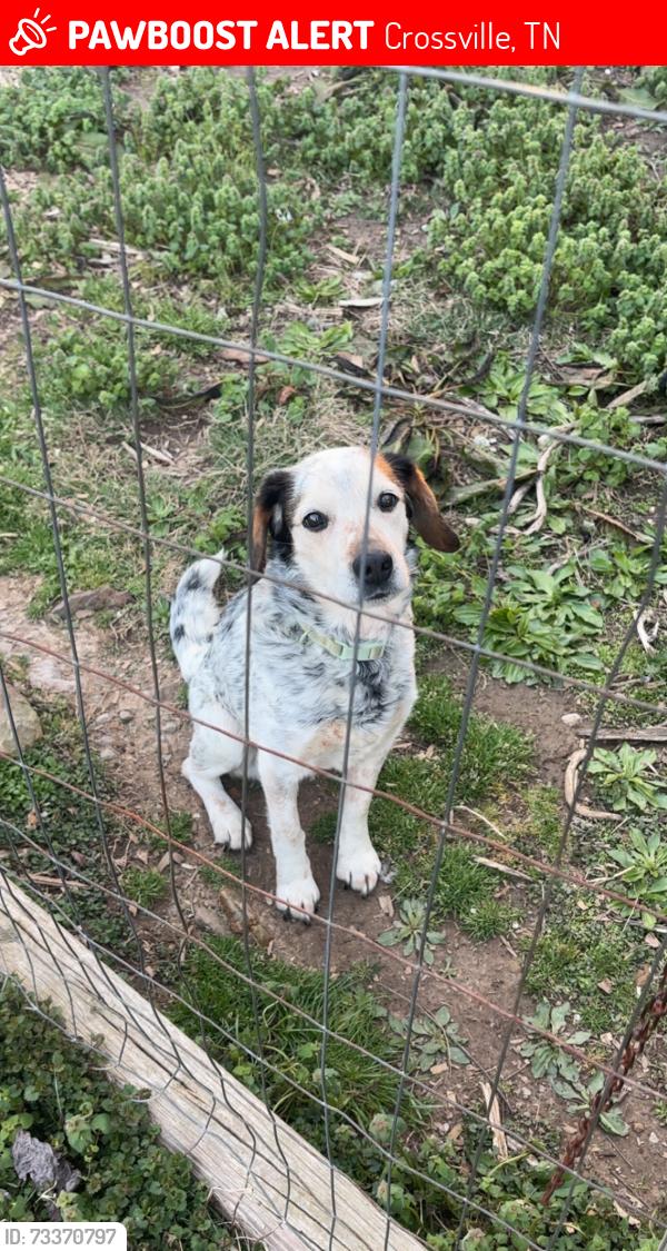 Lost Male Dog last seen hillcrest dr, Crossville, TN 38555
