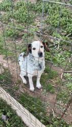 Lost Male Dog last seen hillcrest dr, Crossville, TN 38555
