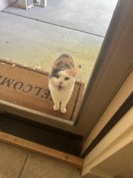 Found/Stray Female Cat last seen Richter / Claire (Highgate neighborhood), Meridian, ID 83646