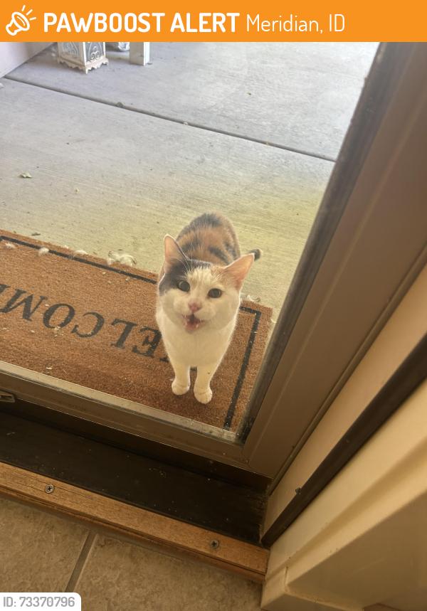 Found/Stray Female Cat last seen Richter / Claire (Highgate neighborhood), Meridian, ID 83646