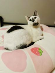 Lost Male Cat last seen Gosling and West Rayford, Spring, TX 77389
