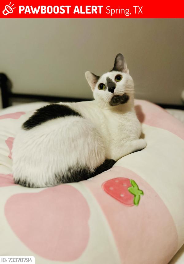 Lost Male Cat last seen Gosling and West Rayford, Spring, TX 77389