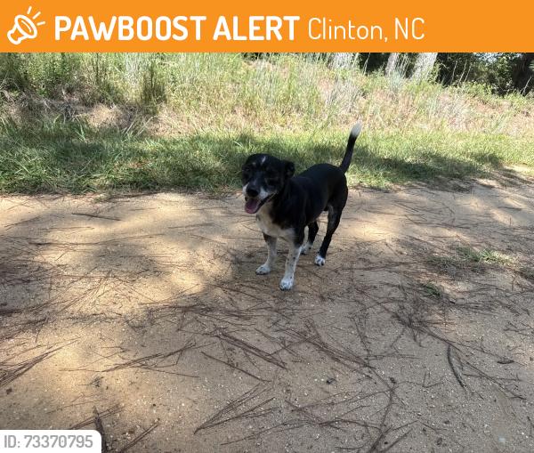 Found/Stray Male Dog last seen McGee church Rd, Clinton, NC 28328