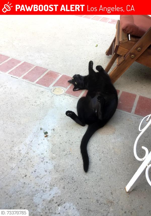 Lost Male Cat last seen Wilbur and Devonshire, Los Angeles, CA 91326